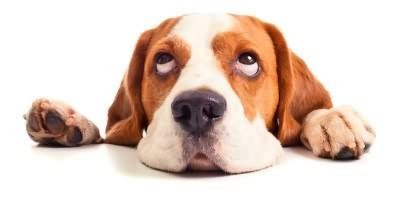 Hier finden Sie alles für Hunde: Spielzeug,...