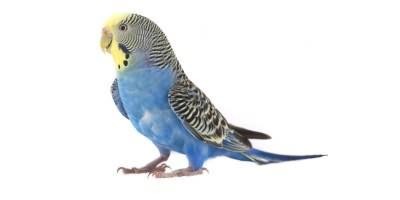 Vogel/Wildvögel/Igel/Hühner