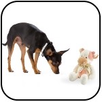 Das Spiel mit dem Hund von jungen Jahren an...