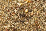 JR FARM Futter Basic Food Hamster-Schmaus 600g für...