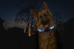 KARLIE Leuchtschlauch LED-VISIO Light Langhaar über USB-Kabel ladbar für Hunde Gelb