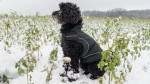 DOGBITE Hundewinterjacke MATT Fexible-System schwarz...