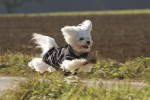DOGBITE Hundewinterjacke MATT Fexible-System schwarz Mantel für Hunde