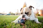 KONG® Spielzeug KONG DOG TOY SCHWARZ EXTREME verschiedene Größen für Hunde