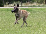 KONG® Spielzeug KONG DOG TOY SCHWARZ EXTREME verschiedene Größen für Hunde