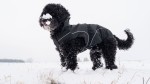 DOGBITE Hunderegenjacke MATT Fexible-System schwarz...