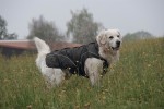 DOGBITE Hunderegenjacke MATT Fexible-System schwarz Mantel für Hunde