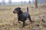 DOGBITE Hunderegenjacke MATT Fexible-System schwarz Mantel für Hunde