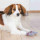 TRIXIE Socken HUNDESOCKEN Anti-Rutsch Baumwolle Elasthan XL 2 Stück grau