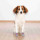 TRIXIE Socken HUNDESOCKEN Anti-Rutsch Baumwolle Elasthan XL 2 Stück grau