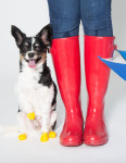 TRILUS Pfotenschutz PROTEX PAWZ 12 Stück versch....