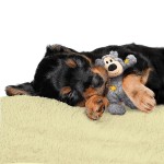 KONG® Spielzeug KONG DOG Plüsch WILD KNOTS strapazierfähig BÄR für Hunde 24 cm