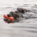 Kong® Spielzeug TRAINING DUMMY schwimmt Schaumstoff für Hunde