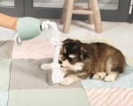 BEEZTEES Spielzeug Puppy Cotton T-PULLER 50cm für Hunde