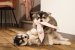 BEEZTEES Spielzeug PUPPY Welpenspielzeug 35cm mit schönem Design für Hunde