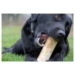 HOFMAN ANIMAL CARE Kauartikel Ruffwood Kaffeebohnenholz Naturprodukt für Hunde