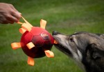 HOLLAND ANIMAL CARE Spielzeug Dog COMET Hypernova schwimmt 15cm für Hunde