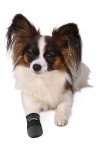 TRIXIE Schuhe Pfotenschutz WALKER CARE Größe S-XXXL 2 Stück Polyester für Hunde