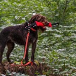 SPRENGER Beißwurst BRINGSEL Baumwolle mit zwei Handschlaufen für Hunde