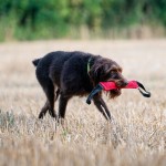SPRENGER Beißwurst BRINGSEL Baumwolle mit zwei Handschlaufen für Hunde