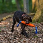 SPRENGER Beißwurst BRINGSEL Baumwolle mit zwei Handschlaufen für Hunde