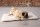 BEEZTEES Liegekissen ITO Memory Foam Beige 109 cm x 69 cm x 5 cm für Hunde
