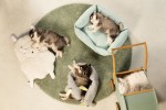 BEEZTEES Hundebett X-Cross Puppy 60cm Grau/Mintgrün angenehm weich für Hunde