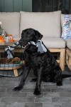 HOLLAND ANIMAL CARE Spielzeug Floss Boss Dental Rope 4 Knoten für Hunde 85cm