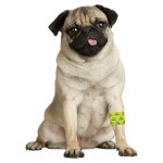 HOLLAND ANIMAL CARE Bandage Petflex gelb No Chew mit...
