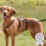TRIXIE Geschirr PANIKGESCHIRR STAY schwarz XS-XL für...