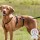 TRIXIE Geschirr PANIKGESCHIRR STAY schwarz XS-XL für Hunde