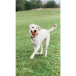 CHUCKIT Spielzeug Fetch Ball Chuckit Breathe verschiedene Größen für Hunde
