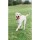 CHUCKIT Spielzeug Fetch Ball Chuckit Breathe verschiedene Größen für Hunde