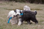 KONG® Spielzeug DOG SAFESTIX Kunststoff schwimmt farblich sortiert für Hunde