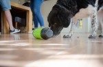 HOLLAND ANIMAL CARE Futterrolle Eat Slow Feed & Treat Grün für Hunde Katzen
