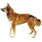 TRIXIE Hygieneartikel Schutzhöschen XS-XL schwarz...