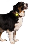 HOFMAN ANIMAL CARE Sicherheitslicht Nightwalk Safety Light für Hunde