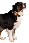 HOFMAN ANIMAL CARE Sicherheitslicht Nightwalk Safety Light für Hunde