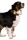 HOFMAN ANIMAL CARE Sicherheitslicht Nightwalk Safety Light für Hunde