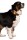 HOFMAN ANIMAL CARE Sicherheitslicht Nightwalk Safety Light für Hunde
