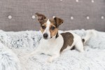 TRIXIE Polster-Schondecke HARVEY Langhaar-Plüsch weiß-schwarz für Hunde