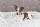 TRIXIE Polster-Schondecke HARVEY Langhaar-Plüsch weiß-schwarz für Hunde