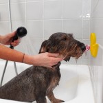 AFP Zubehör Calm Paws Bath anti anxiety duck Silikon...