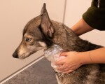 HOFMAN ANIMAL CARE Zubehör Groomers Secret...