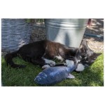 HOFMAN ANIMAL CARE Aktivspielzeug Robocat Fish Karpfen 30cm für Katzen