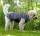 DOGBITE Hundepullover FLEXIBLE SYSTEM SWEATER Rückenreißverschluss