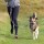 TRIXIE Leine BAUCHGURT mit LEINE Nylon Gurt 70-130cm/90mm Grafit für große Hunde