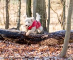 TRIXIE Regenmantel VIMY rot wasserdichte Reißverschlüsse für Hunde