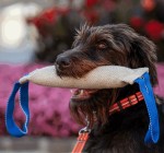 SPRENGER Hundespielzeug Beißwurst BRINGSEL Jute...
