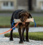 SPRENGER Hundespielzeug Beißwurst BRINGSEL Jute zwei Handschlaufen 30cm/6,5cm